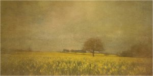 Rape Field by Terry Wells