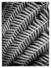 'Natural Geometry' (series) by Nigel Reader