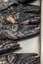 Fish Market (series) by Paul Minshull
