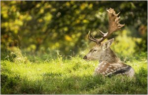 Evocation of Autumn (series) by James Boardman-Woodend