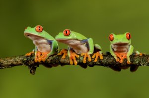 Frogs (series) by Douglas Gregor