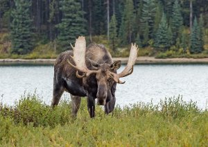 Canadian Moose (from photo-book) by Alan Yeates